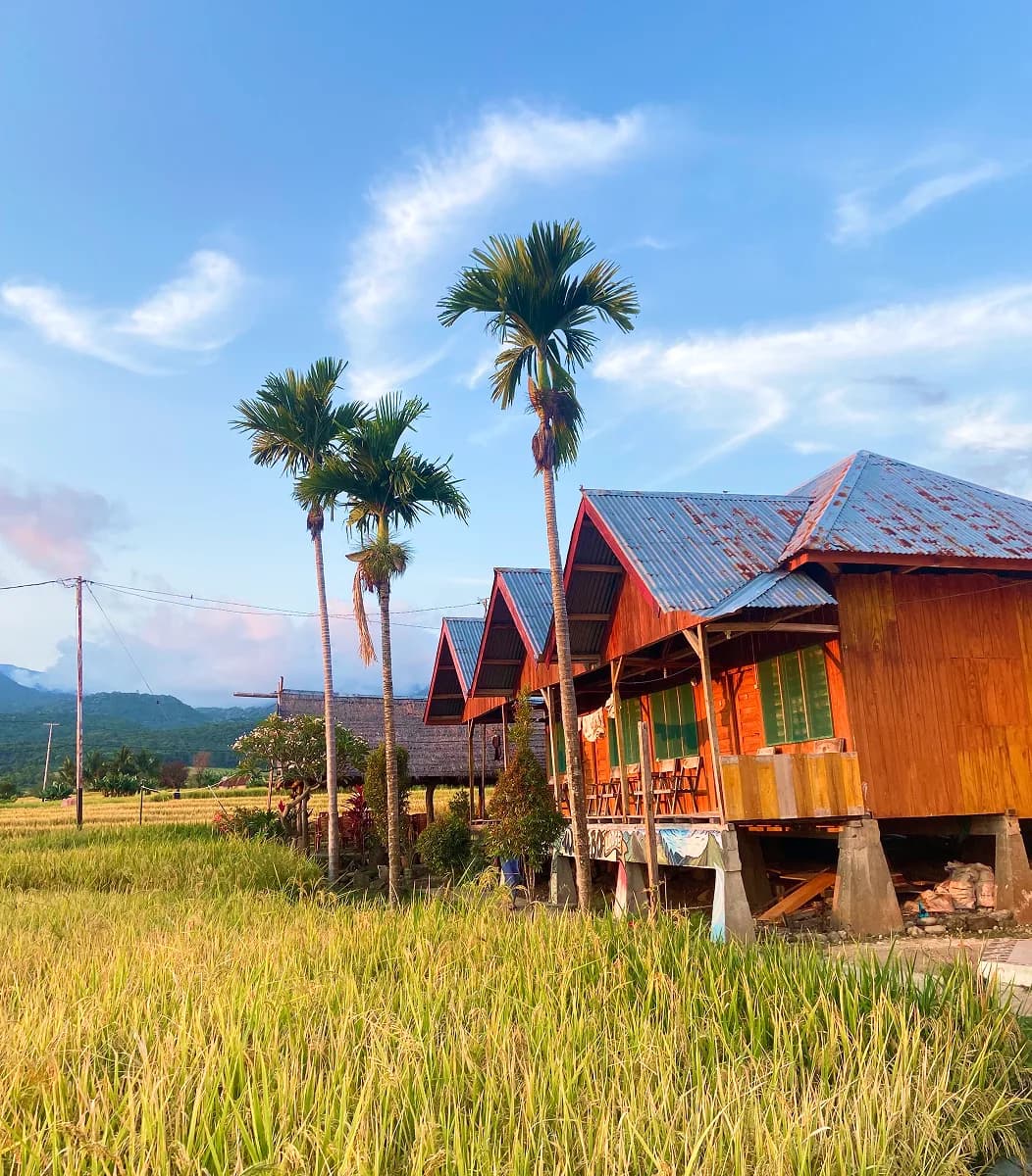 Waerebo Lodge cabins in rice fields